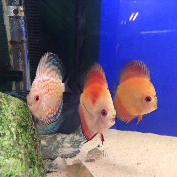 Shauna's Pet Shop